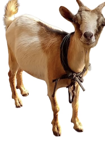 Live IGBO GOAT (EWU)