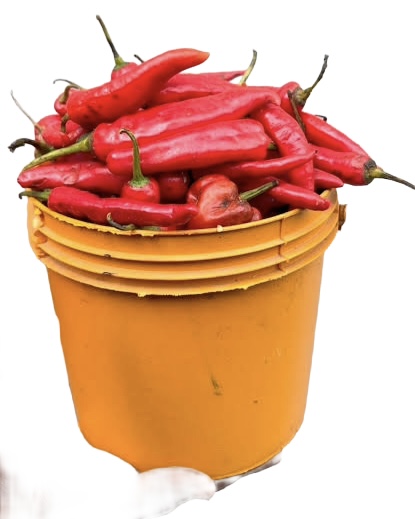 One Bucket Of Red Pepper
