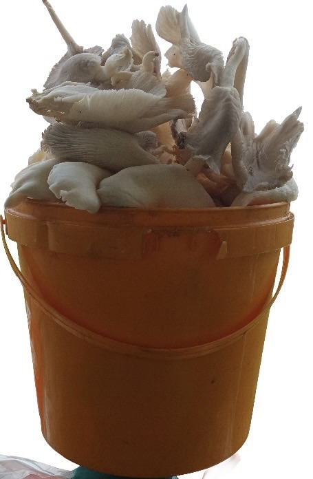 1kg Fresh Oyester MUSHROOM 