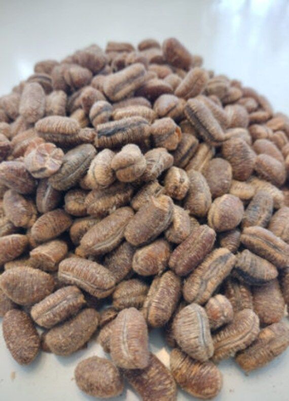 Nutmeg 
