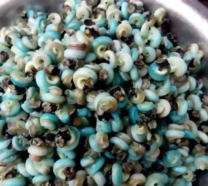 Fresh Periwinkle (Seafood – Cleaned & Ready to Cook)