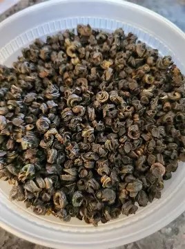 Dried Periwinkle (Premium Seafood – Long Shelf Life)