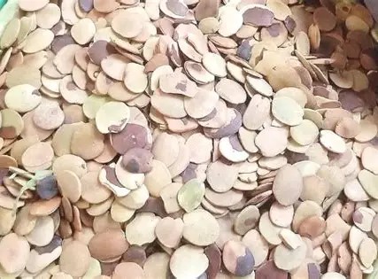 Achi Seeds (Whole Soup Thickener – Natural & Premium)