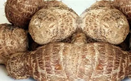 Fresh Cocoyam Tubers (Coco Yam – Premium Quality)