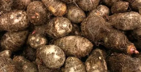 Cocoyam Wholesale Pack (Bulk Coco Yam Tubers)