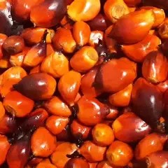 Banga Seeds (Fresh Palm Fruit – Premium Quality)