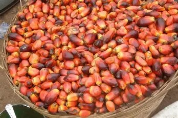 Banga Seeds Wholesale Pack (Bulk Palm Fruit Supply)