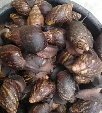 Snail Wholesale Pack (Bulk African Giant Snail)