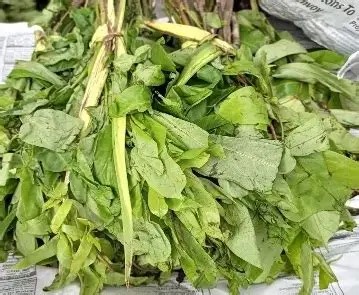 Oha Leaves Wholesale Pack (Bulk Ora Leaves Supply)