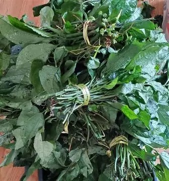 Ugu Leaves Wholesale Pack (Bulk Fluted Pumpkin Supply)