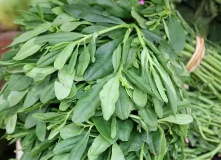 Waterleaf Wholesale Pack (Bulk Vegetable Supply)