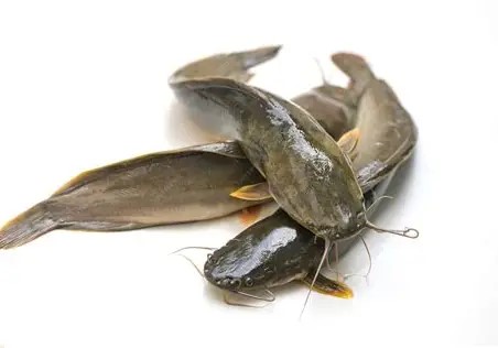 Fresh Catfish (Cleaned – Ready to Cook)