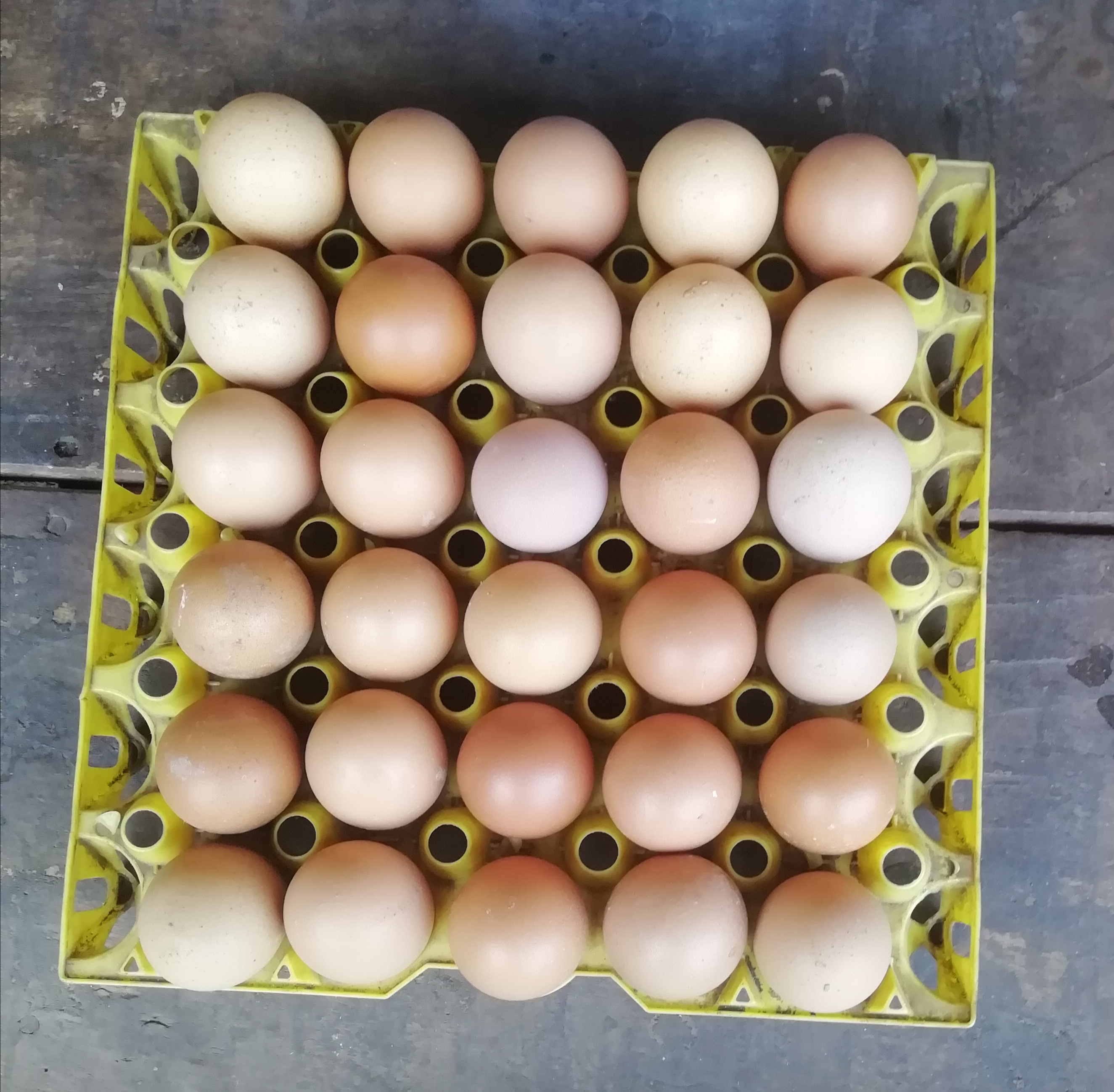 Eggs