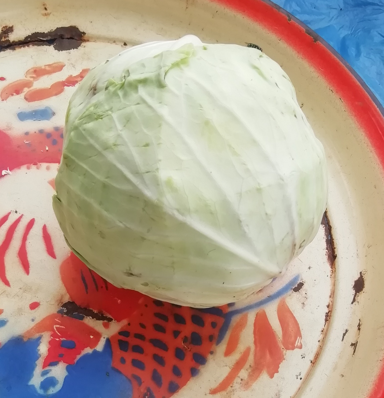 Cabbage 